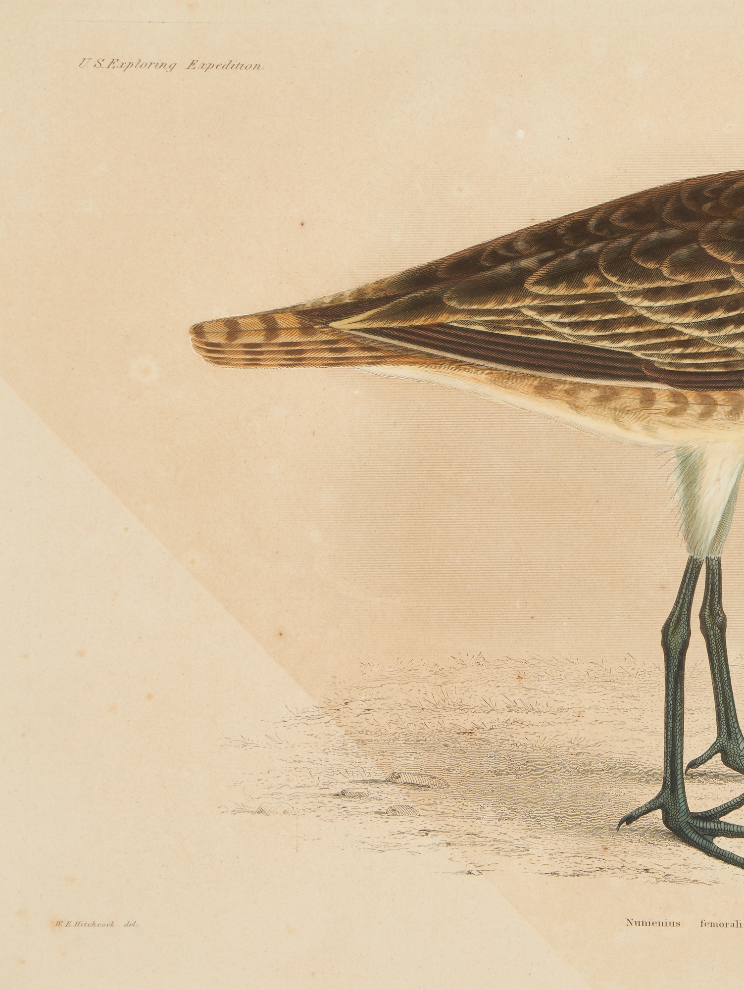 Artwork by William H. Dougal, 4 Rare Early Bird Prints from John Cassin's Mammalogy and Ornithology, Made of engravings