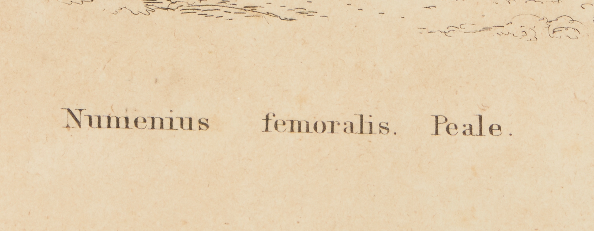 Artwork by William H. Dougal, 4 Rare Early Bird Prints from John Cassin's Mammalogy and Ornithology, Made of engravings