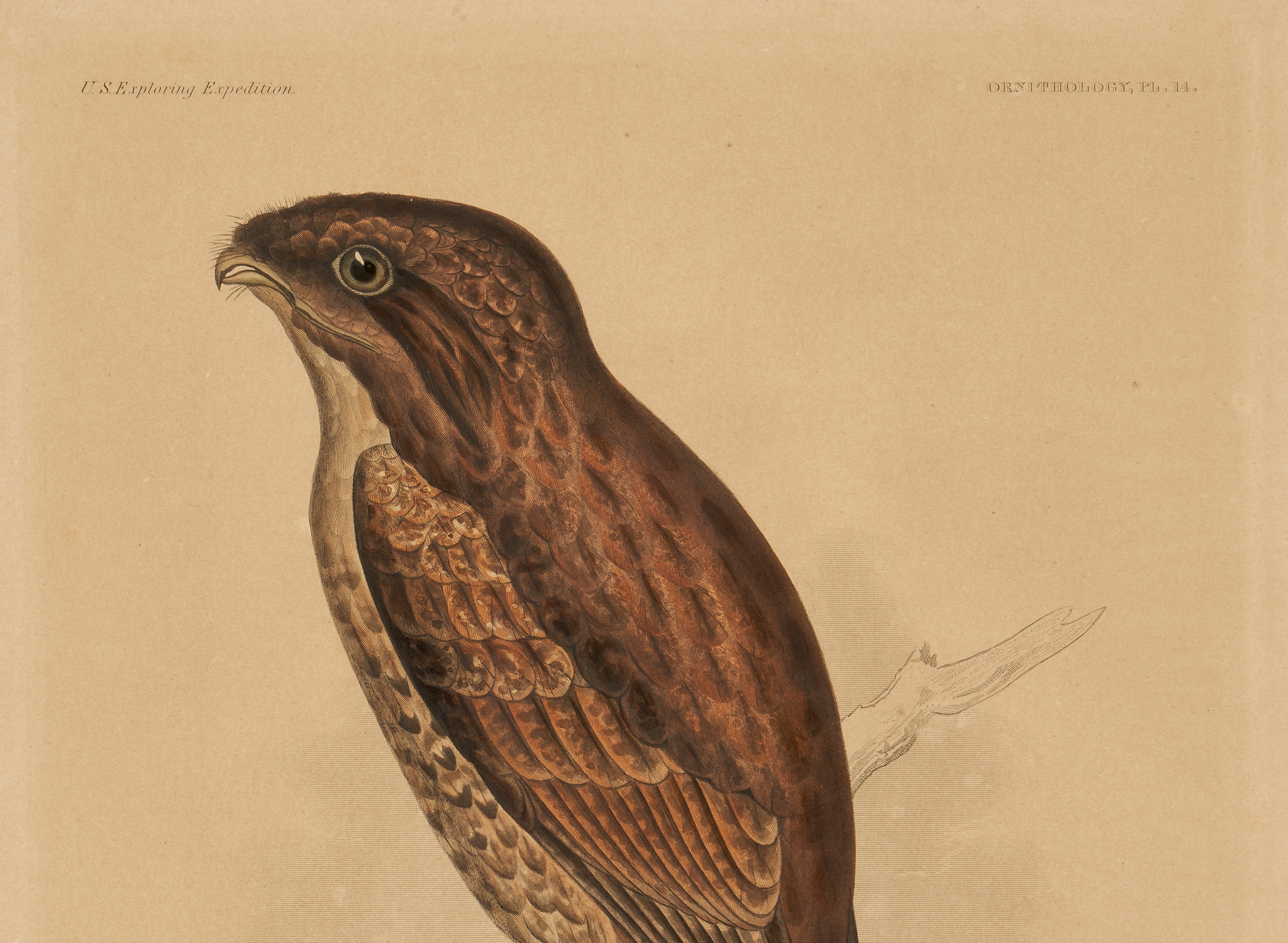 Artwork by William H. Dougal, 4 Rare Early Bird Prints from John Cassin's Mammalogy and Ornithology, Made of engravings