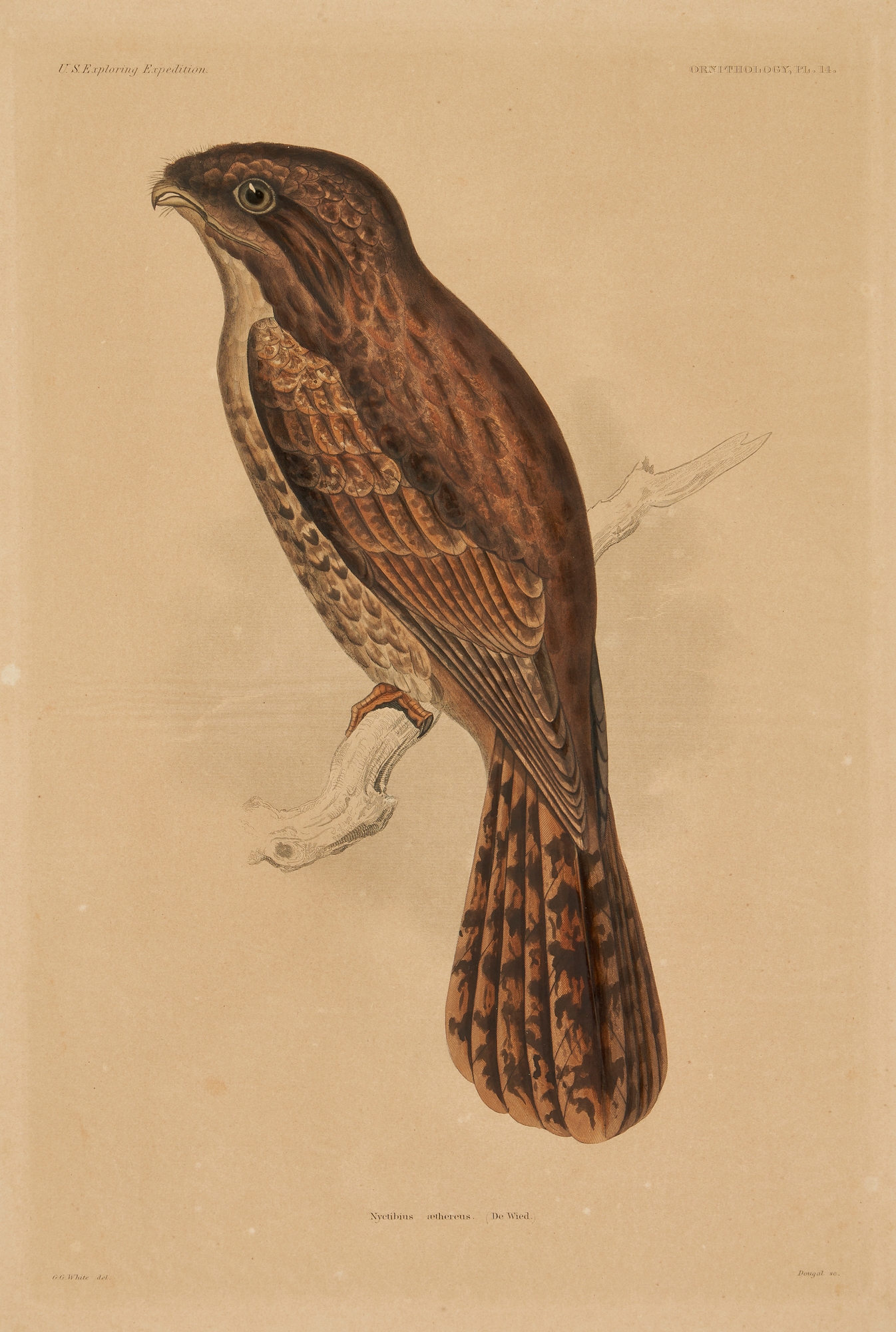 Artwork by William H. Dougal, 4 Rare Early Bird Prints from John Cassin's Mammalogy and Ornithology, Made of engravings