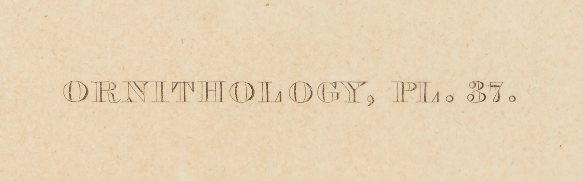 Artwork by William H. Dougal, 4 Rare Early Bird Prints from John Cassin's Mammalogy and Ornithology, Made of engravings