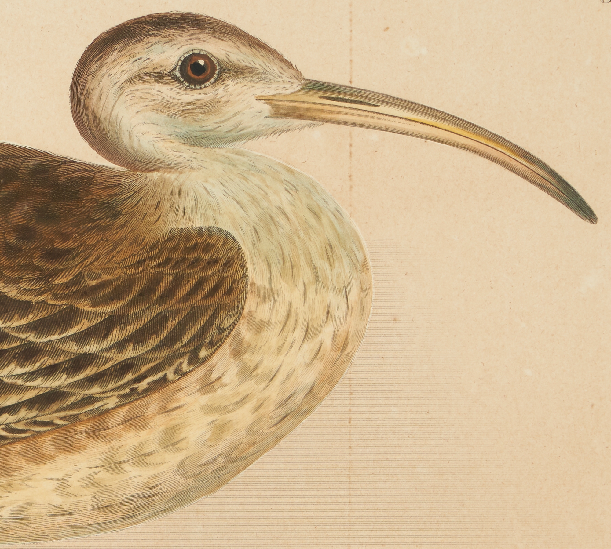 Artwork by William H. Dougal, 4 Rare Early Bird Prints from John Cassin's Mammalogy and Ornithology, Made of engravings