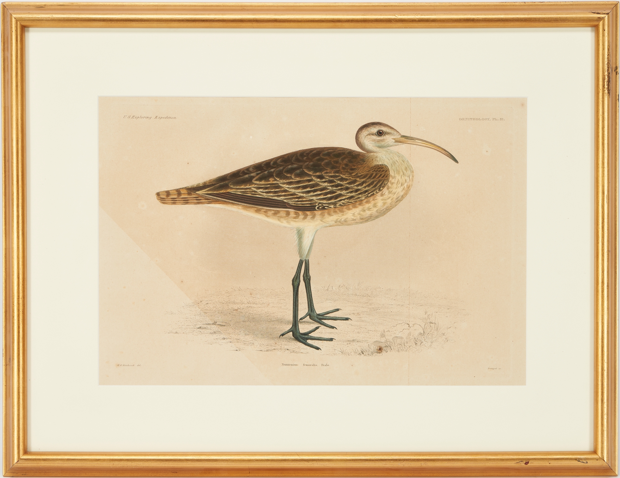 Artwork by William H. Dougal, 4 Rare Early Bird Prints from John Cassin's Mammalogy and Ornithology, Made of engravings
