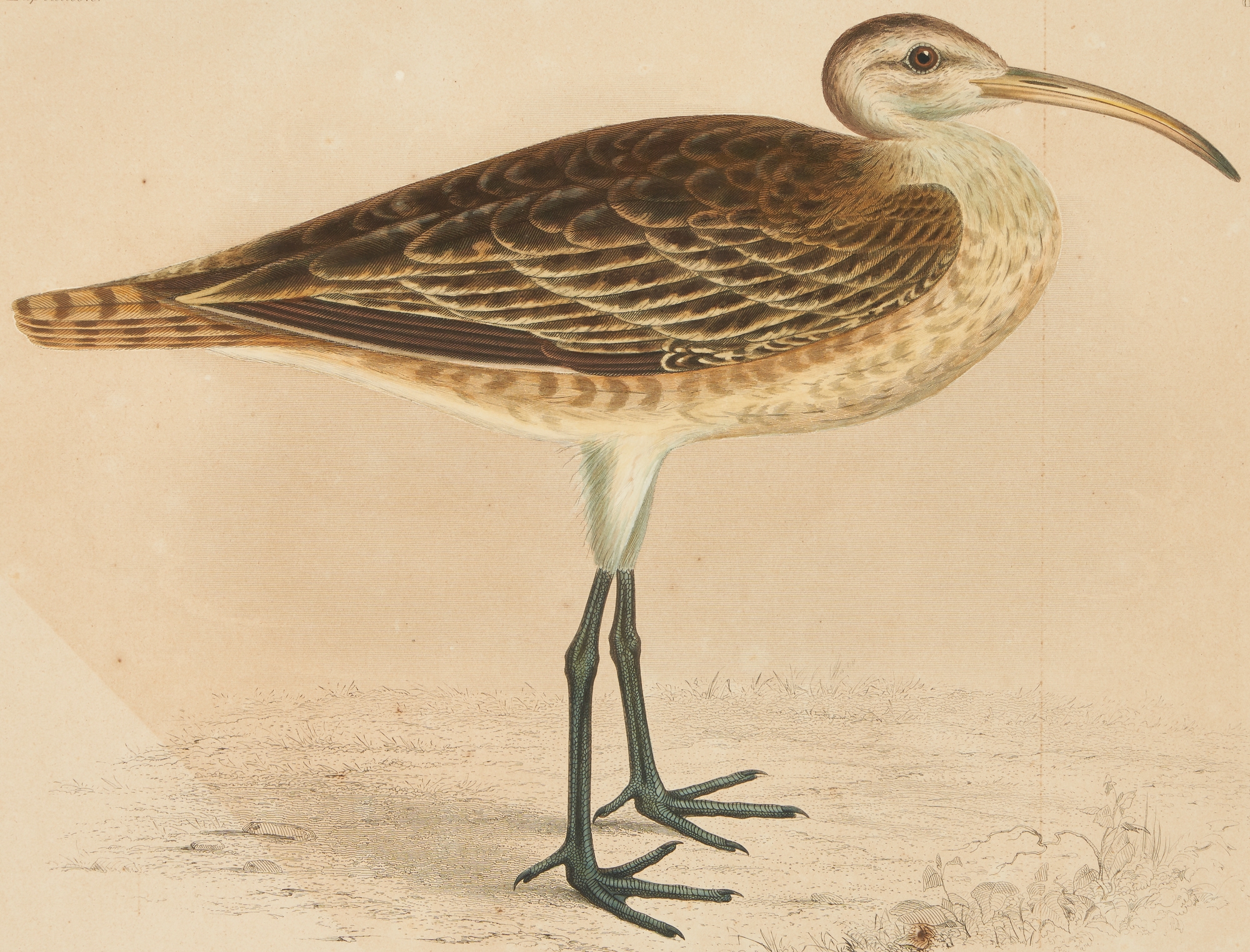 Artwork by William H. Dougal, 4 Rare Early Bird Prints from John Cassin's Mammalogy and Ornithology, Made of engravings