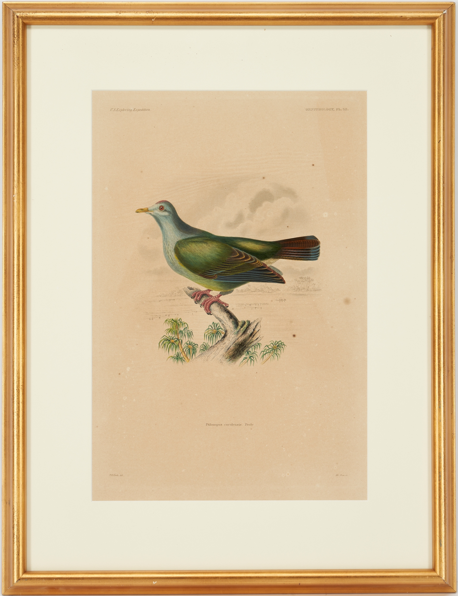 Artwork by William H. Dougal, 4 Rare Early Bird Prints from John Cassin's Mammalogy and Ornithology, Made of engravings