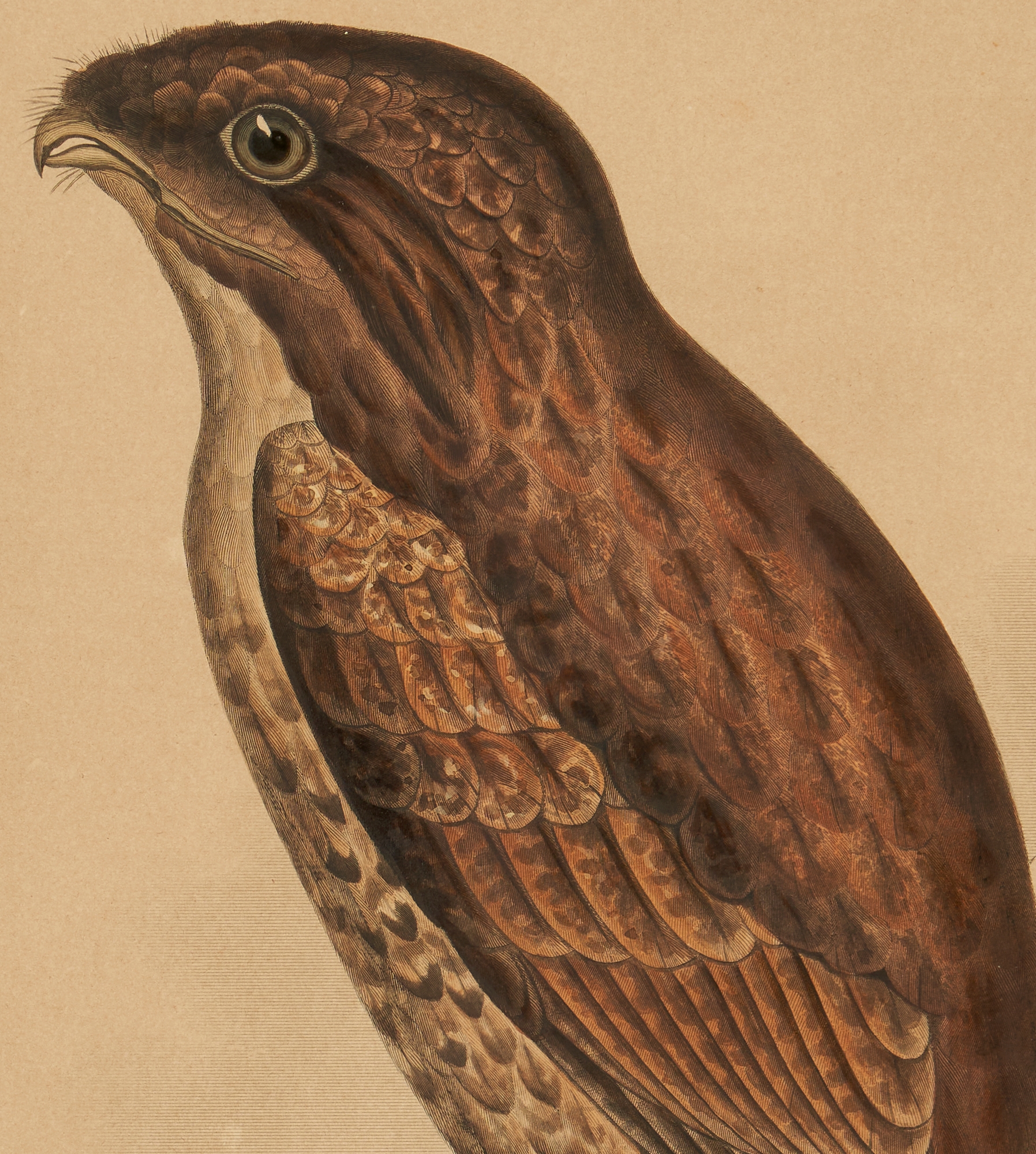 Artwork by William H. Dougal, 4 Rare Early Bird Prints from John Cassin's Mammalogy and Ornithology, Made of engravings