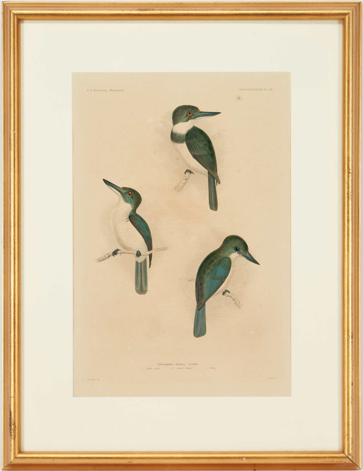 Artwork by William H. Dougal, 4 Rare Early Bird Prints from John Cassin's Mammalogy and Ornithology, Made of engravings