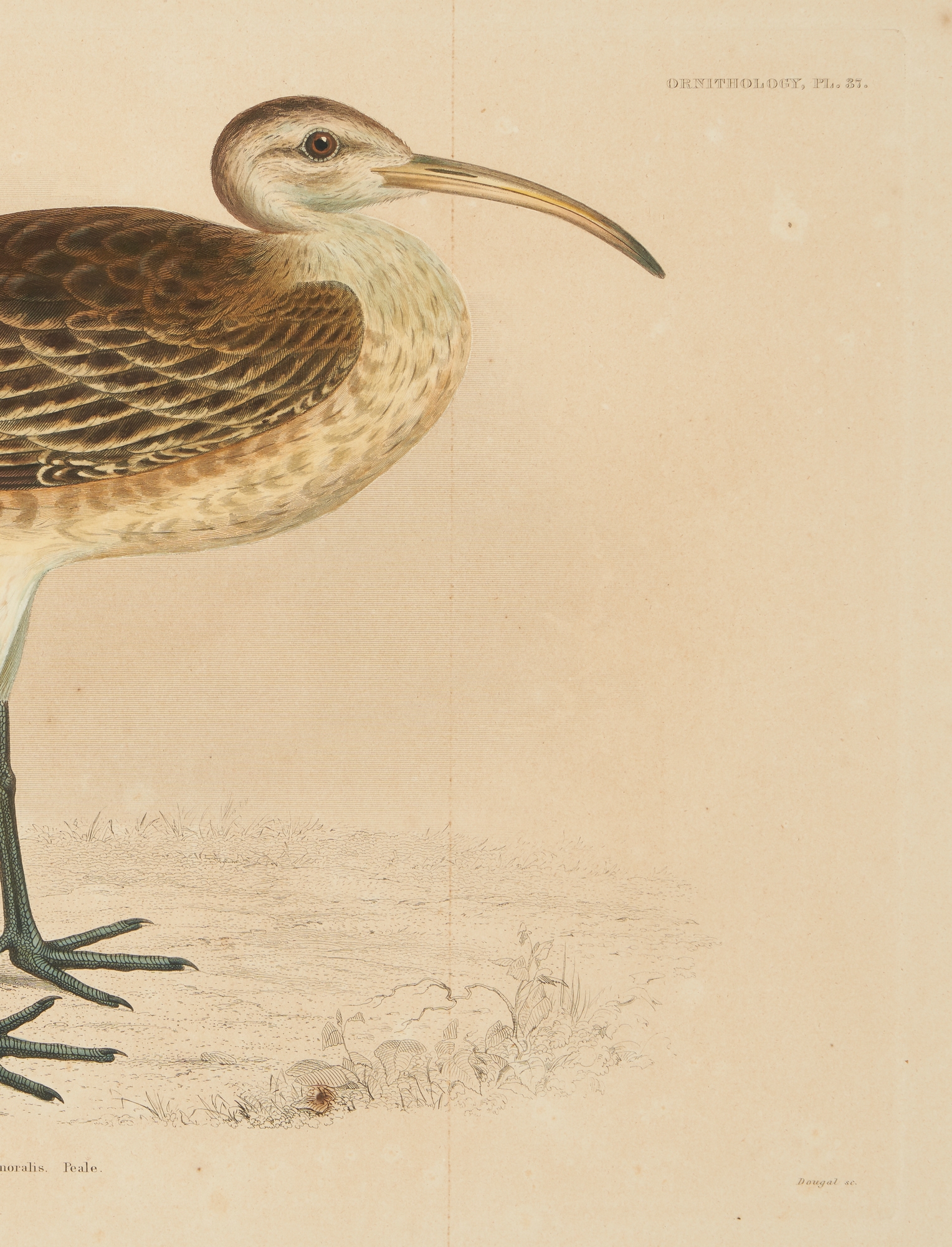 Artwork by William H. Dougal, 4 Rare Early Bird Prints from John Cassin's Mammalogy and Ornithology, Made of engravings