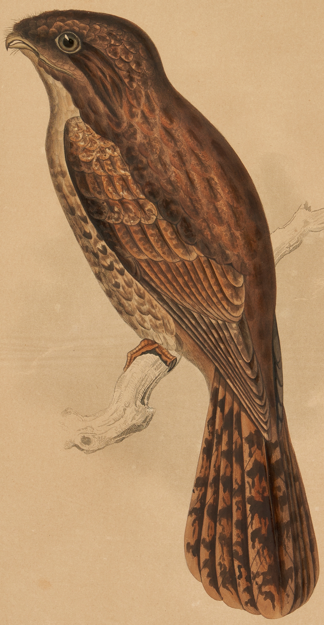 Artwork by William H. Dougal, 4 Rare Early Bird Prints from John Cassin's Mammalogy and Ornithology, Made of engravings