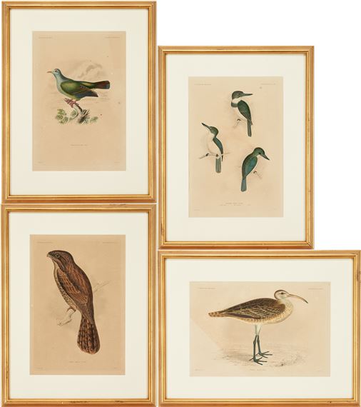 4 Rare Early Bird Prints from John Cassin's Mammalogy and Ornithology - William H. Dougal