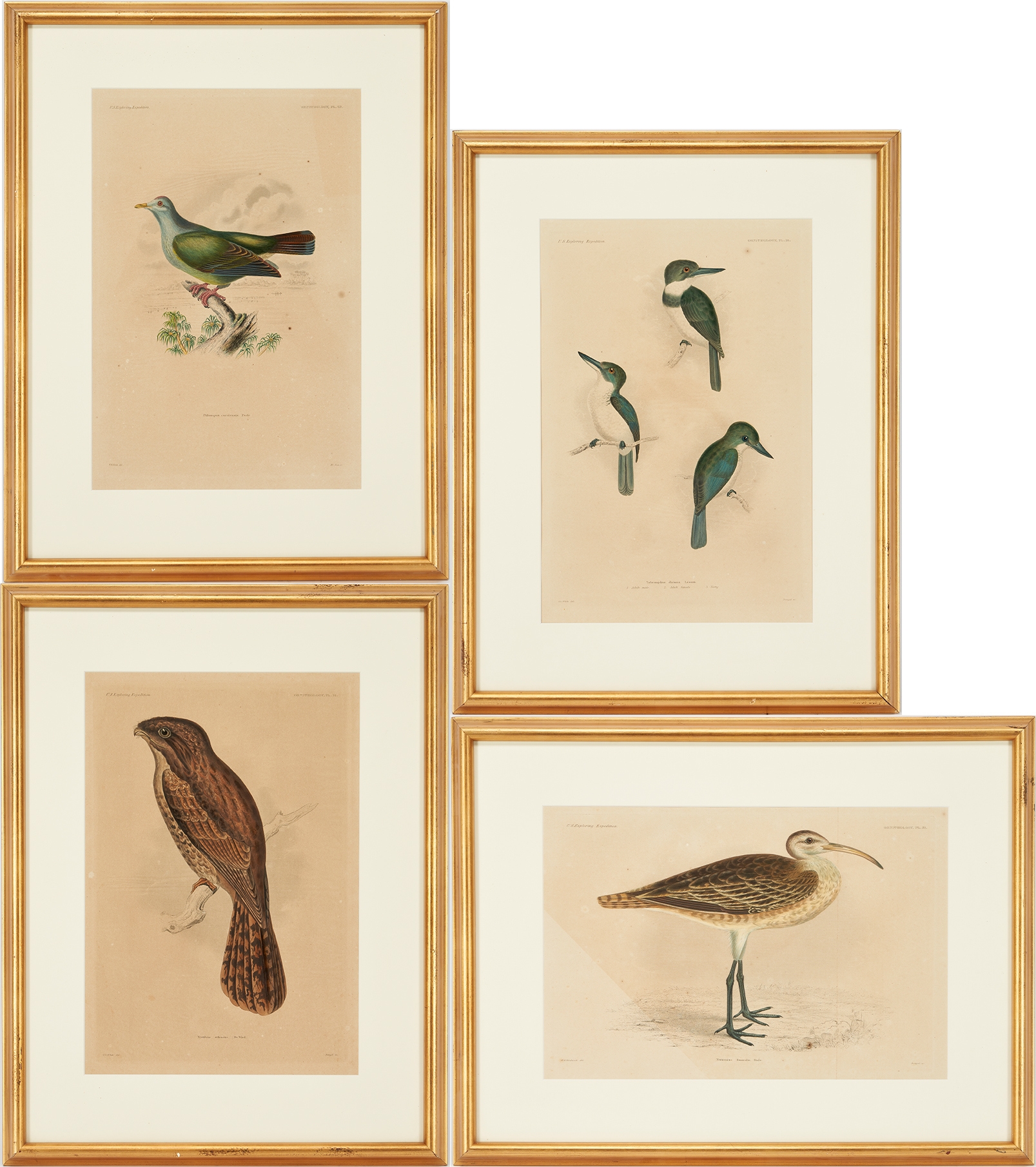 Artwork by William H. Dougal, 4 Rare Early Bird Prints from John Cassin's Mammalogy and Ornithology, Made of engravings