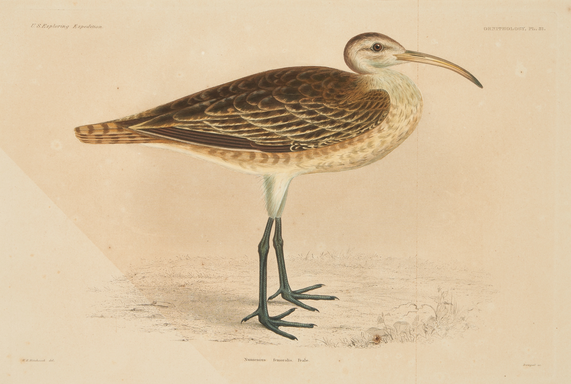 Artwork by William H. Dougal, 4 Rare Early Bird Prints from John Cassin's Mammalogy and Ornithology, Made of engravings