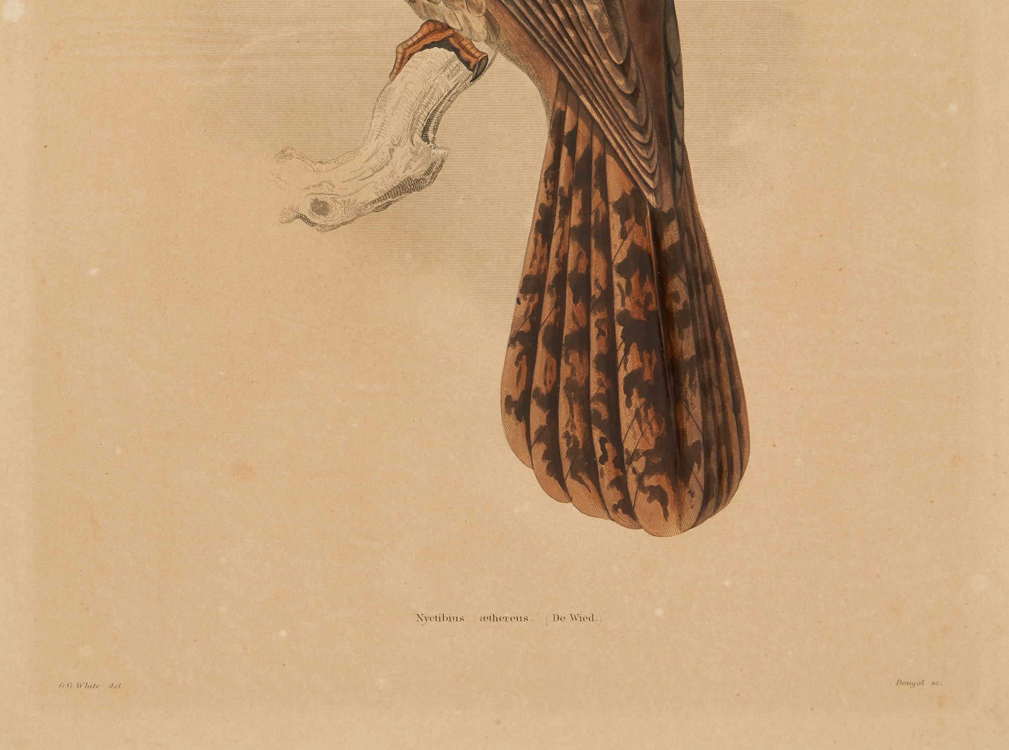 Artwork by William H. Dougal, 4 Rare Early Bird Prints from John Cassin's Mammalogy and Ornithology, Made of engravings