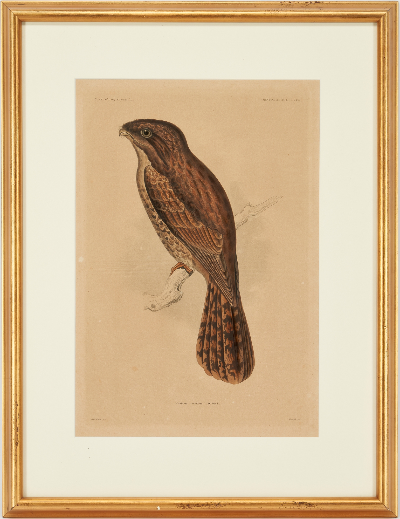 Artwork by William H. Dougal, 4 Rare Early Bird Prints from John Cassin's Mammalogy and Ornithology, Made of engravings