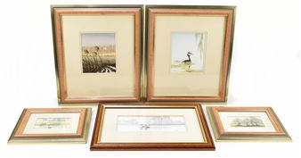 five assorted watercolour drawings including three depicting great crested grebes - Silvia Maney