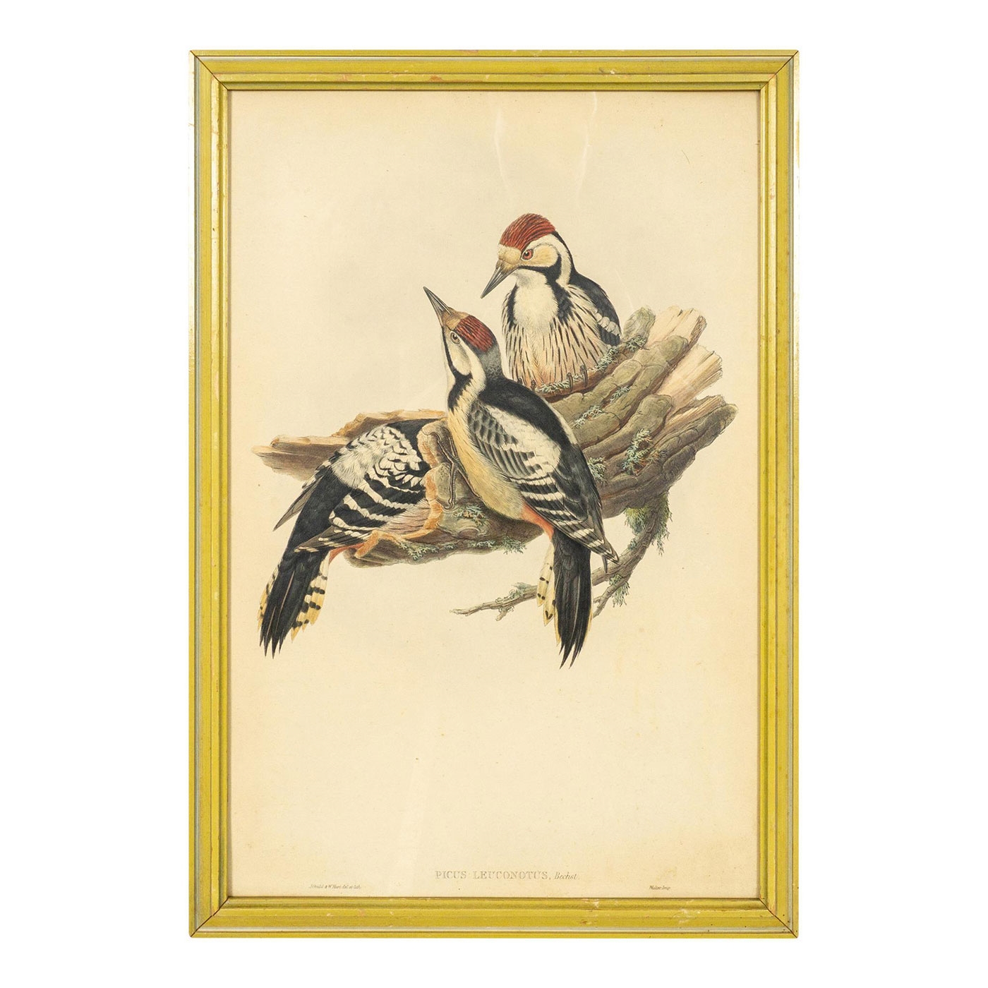 Picus Leuconotus (White-backed Woodpecker) from Bird of Great Britain series by John Gould