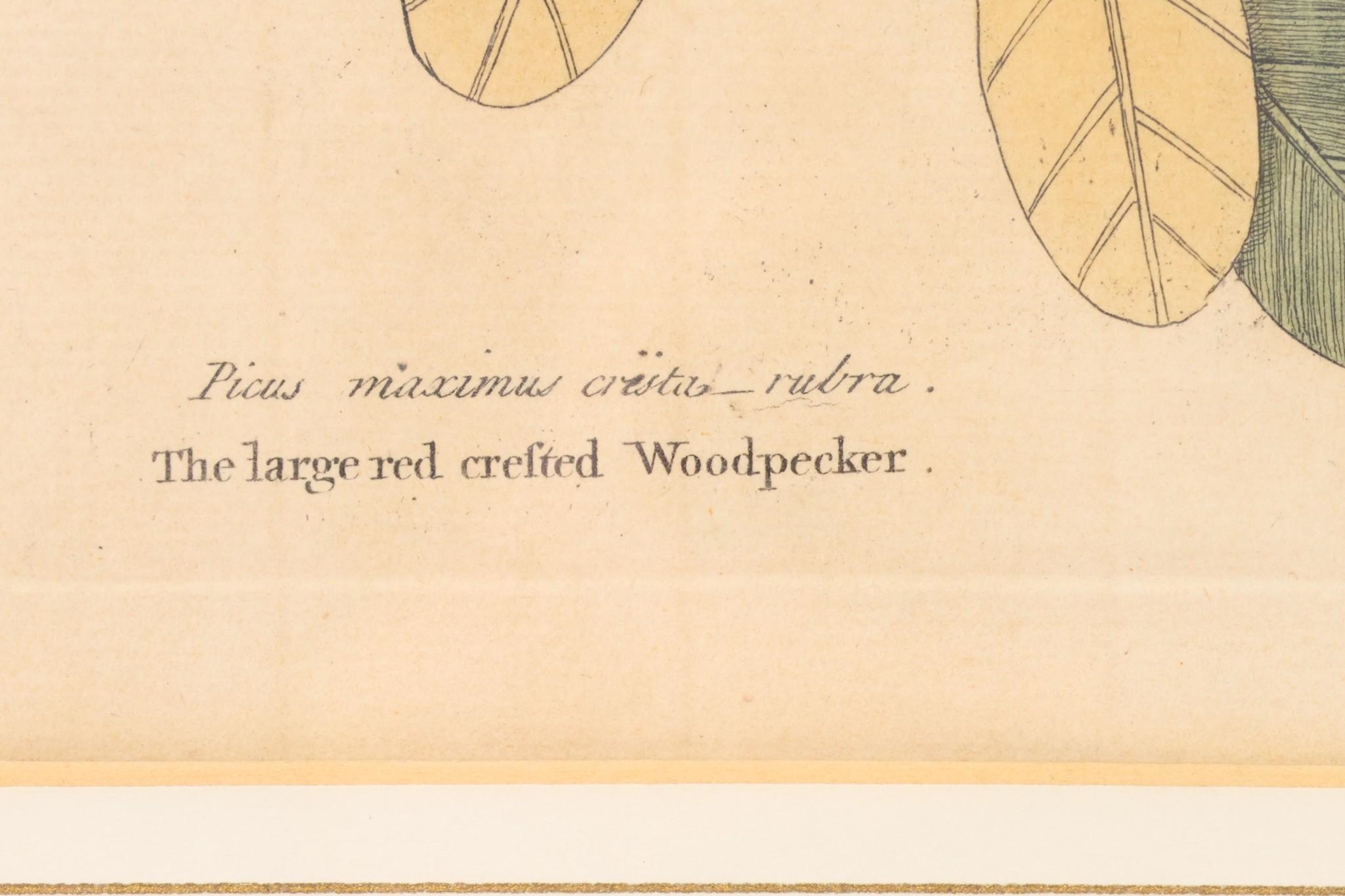 Mark Catesby | The Large Red Crested Woodpecker | MutualArt