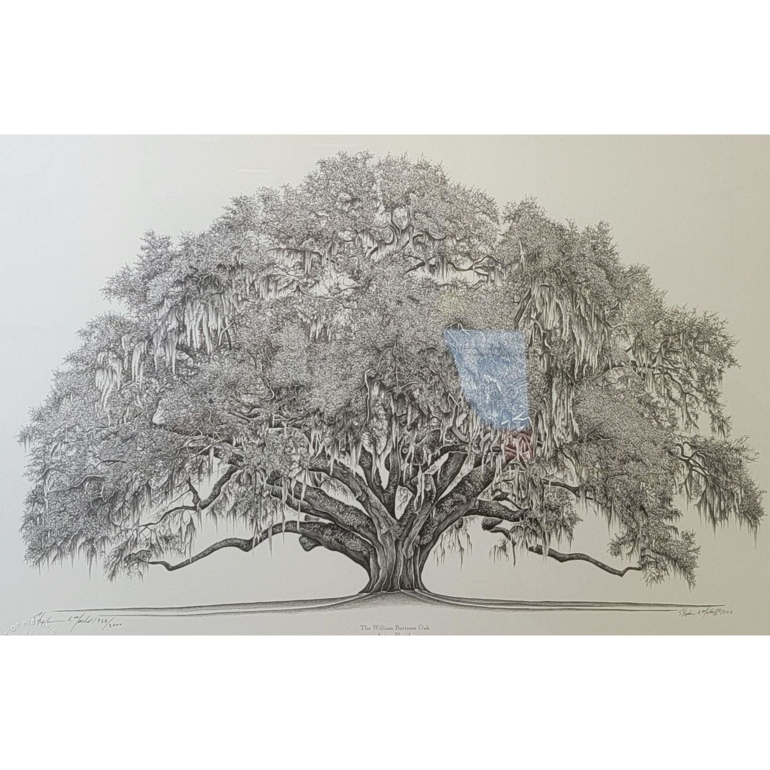 Artwork by William Bartram, Stephen Malkoff, The William Bartram Oak Astor, Made of Print