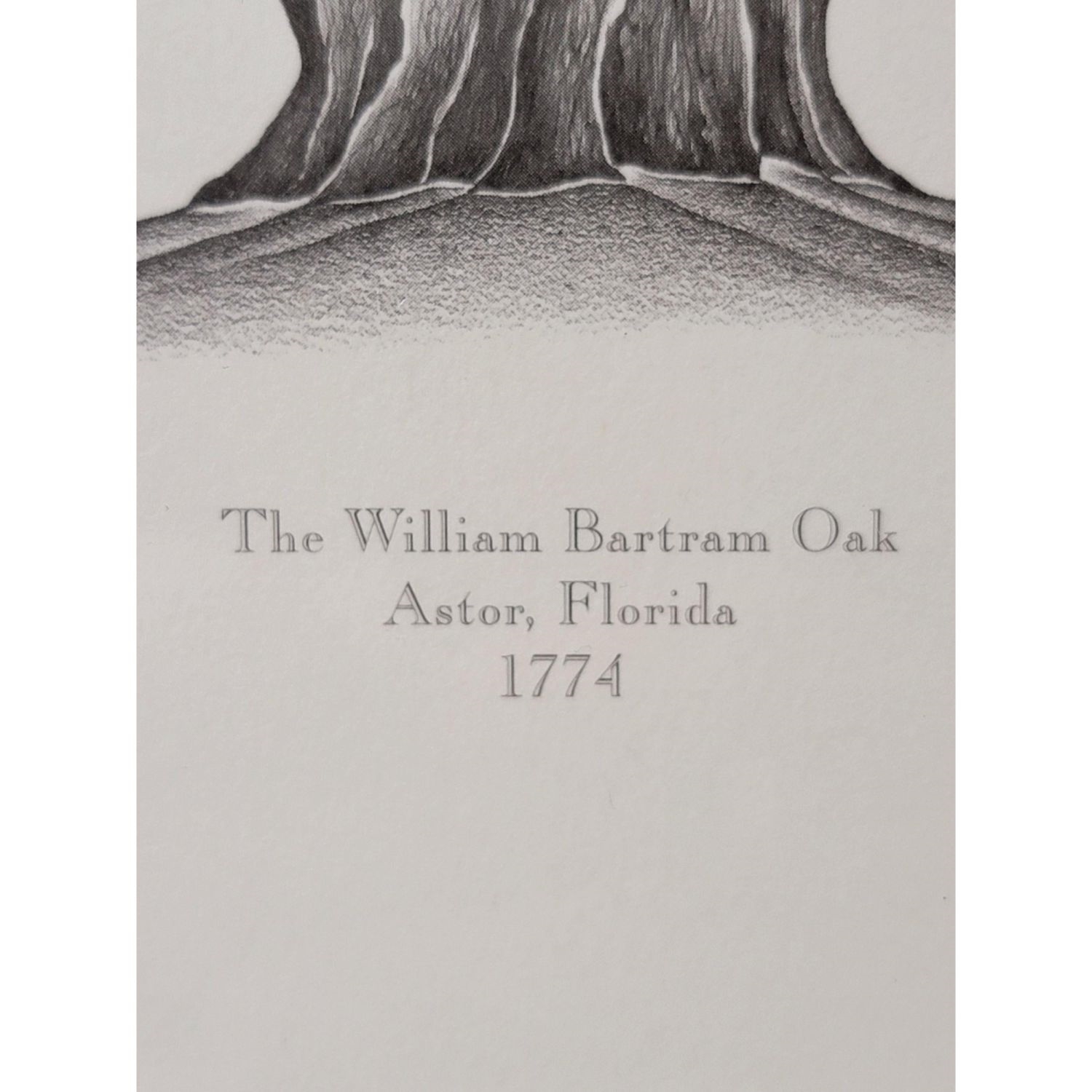 Artwork by William Bartram, Stephen Malkoff, The William Bartram Oak Astor, Made of Print