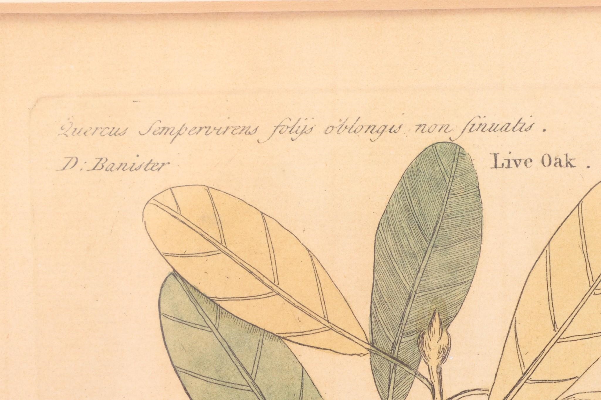 Mark Catesby | The Large Red Crested Woodpecker | MutualArt