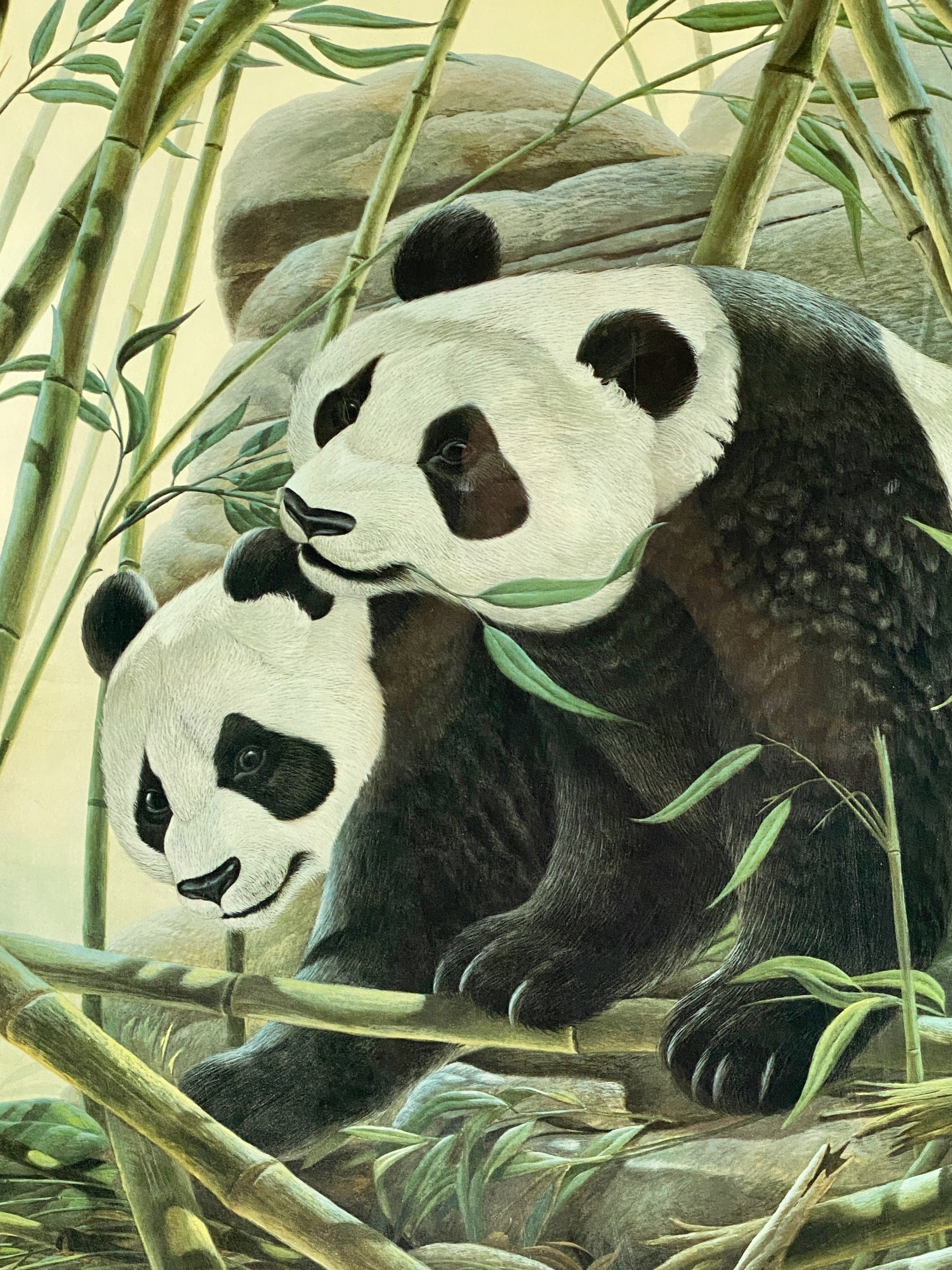 John Ruthven | Giant Pandas | MutualArt