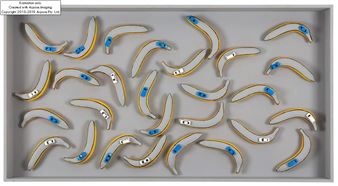 Bacteria Culture - Marcin Berdyszak