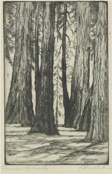 Harriet Roudebush | Cathedral Grove, Muir Woods | MutualArt