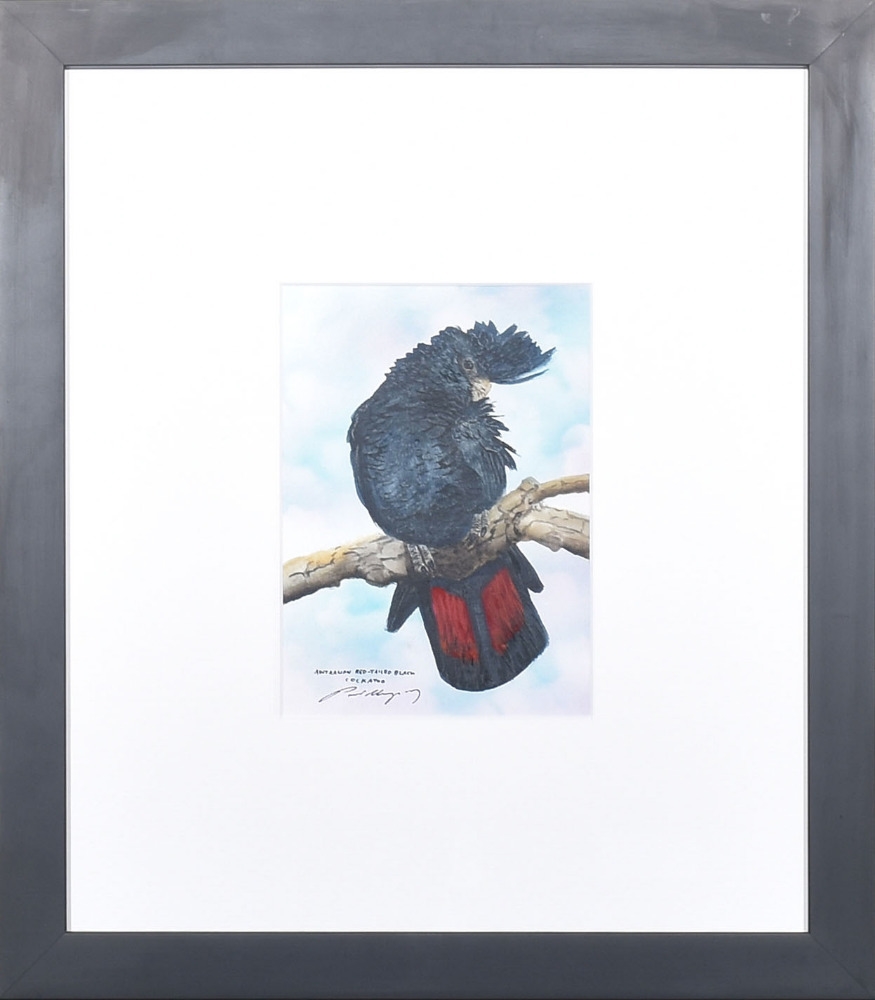 Paul Margocsy | Australian Red Tailed Black Cockatoo | MutualArt