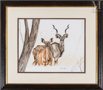 Couple de grand koudou - Amélie Le Meur