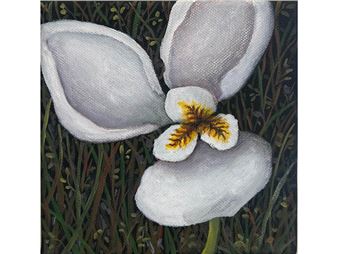 Diplorrena Moraea - Lorraine Biggs