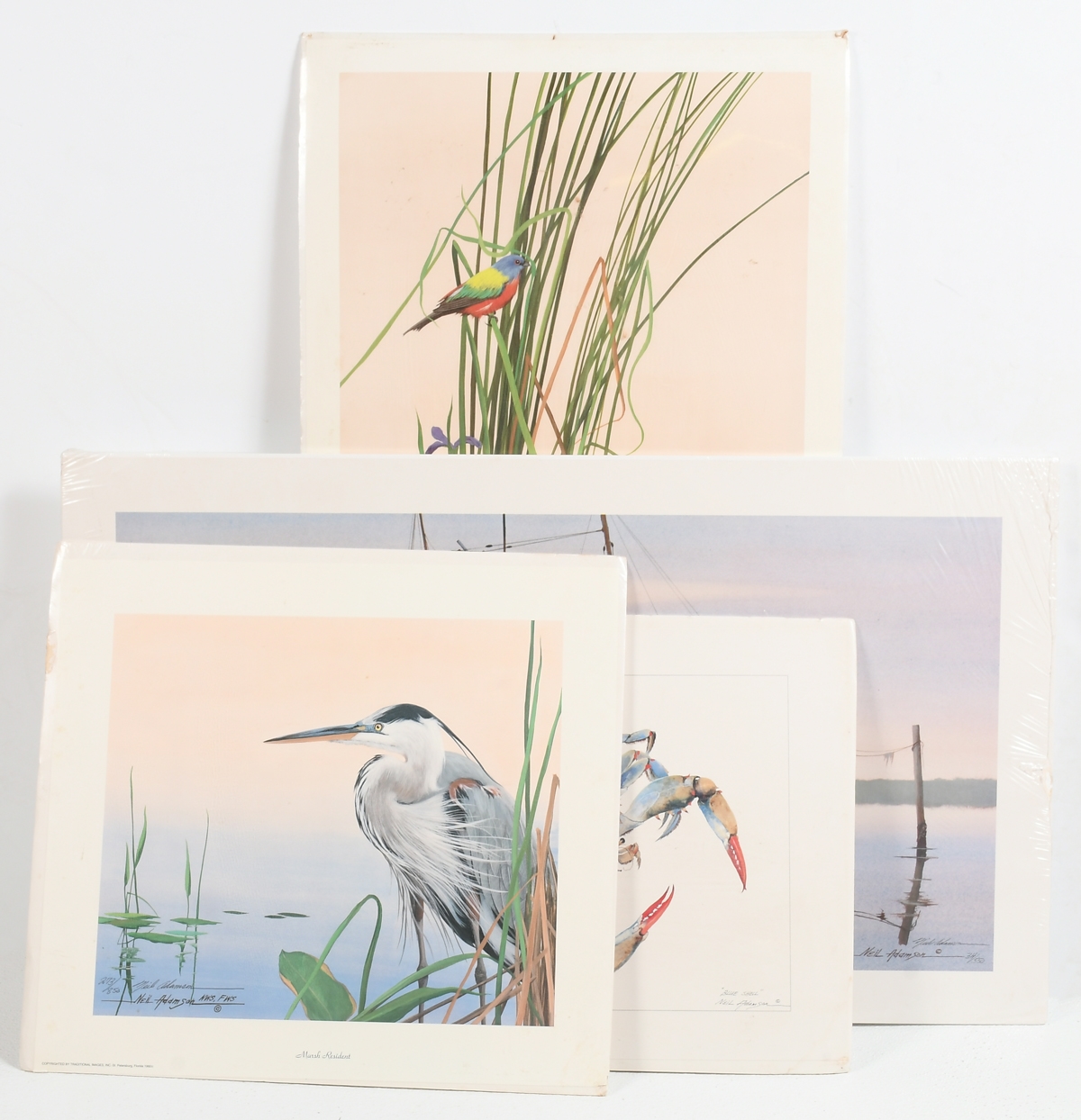 Neil Adamson | 1) Gulf Gypsy; 2) Painted Buntings; 3) ''Marsh Resident ...