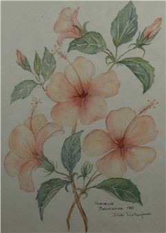 Hibiscus Belvidere - Didi Ritherford