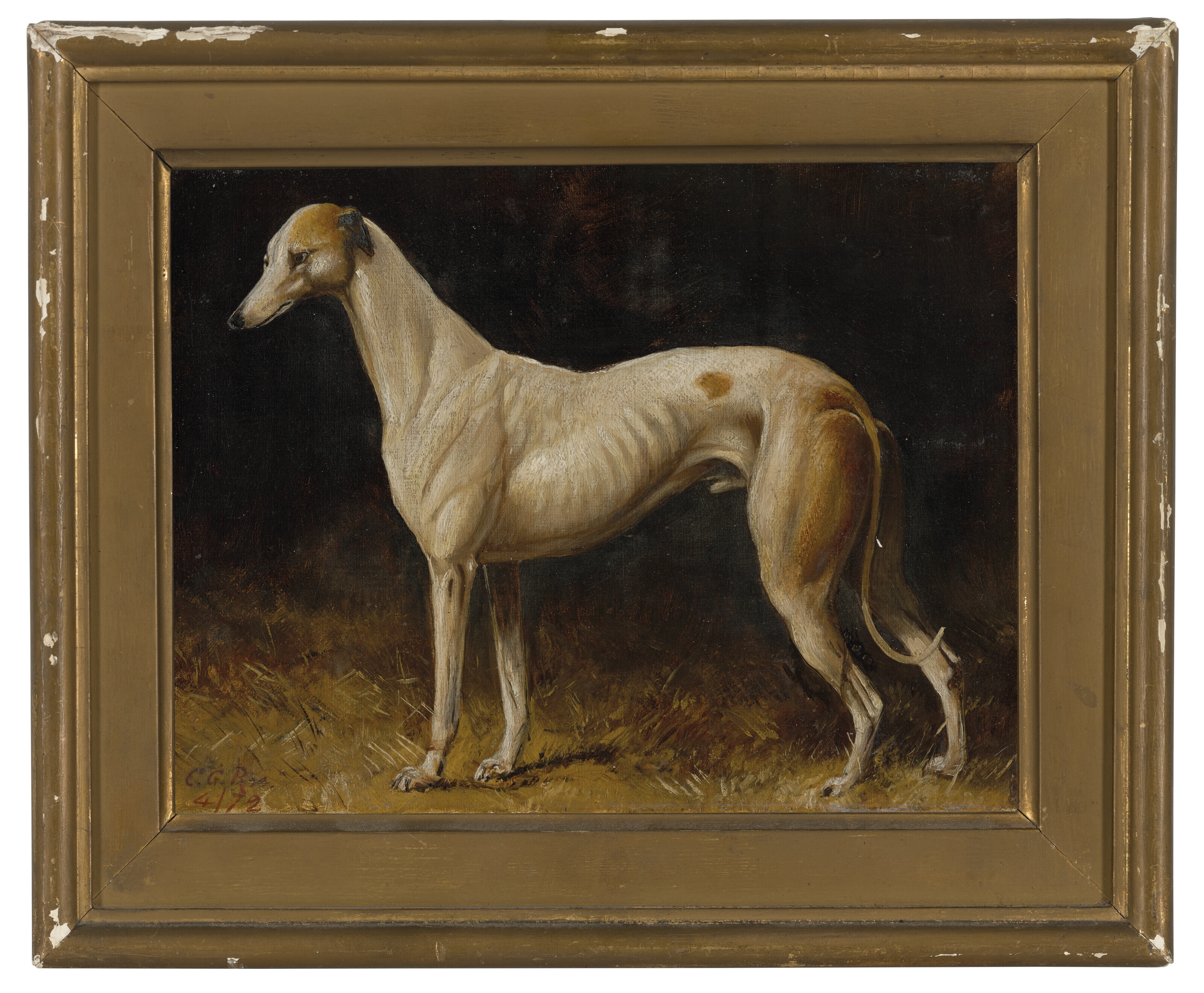 Colin Graeme Roe | A black and white whippet; A tan and white whippet ...