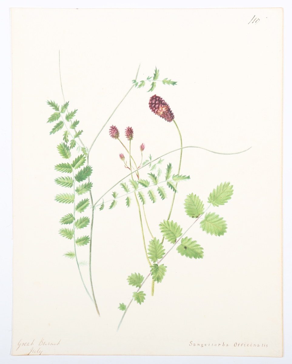 Botanical Studies by Emily Stackhouse