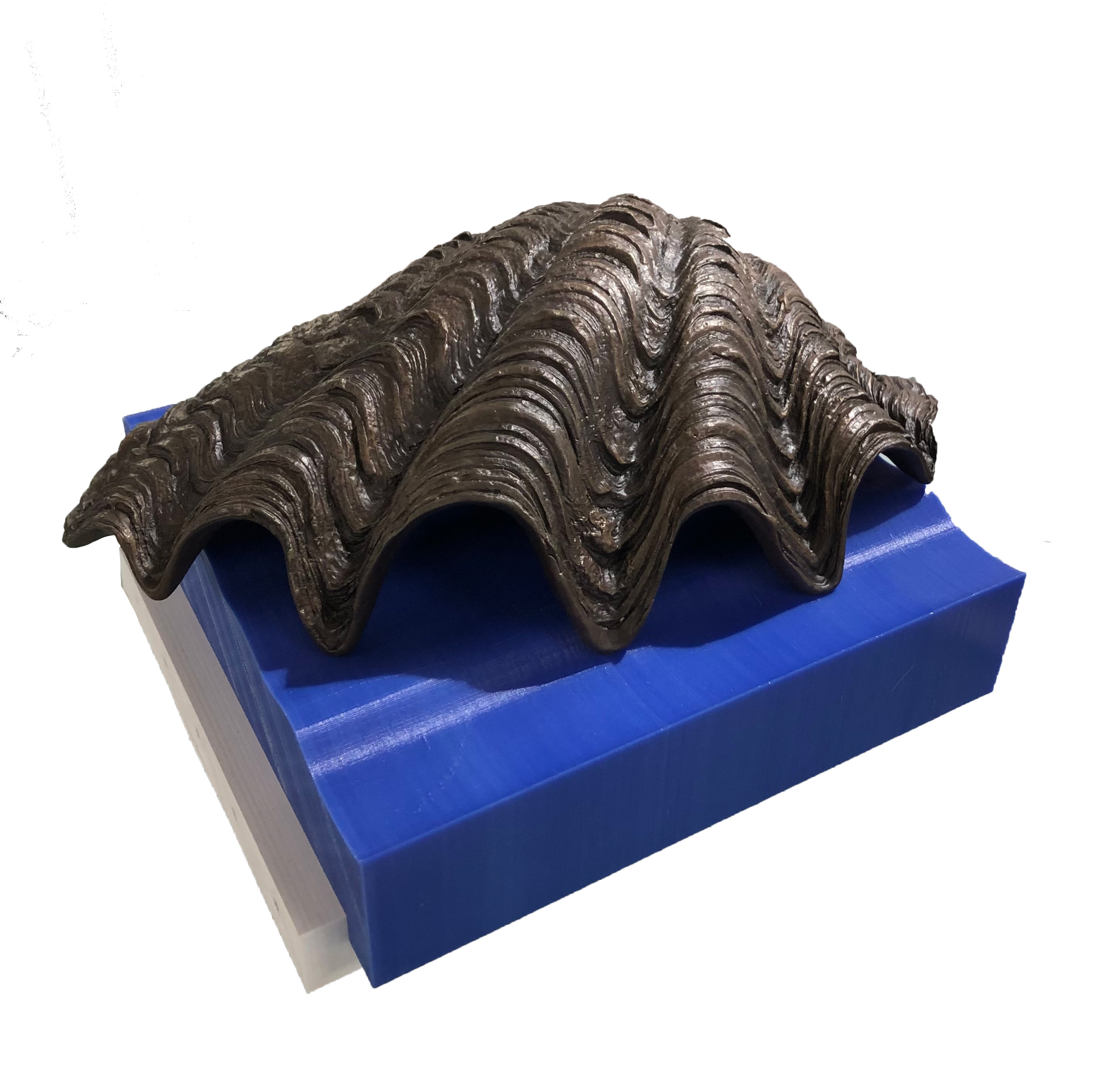 Artwork by Natalie Guy, Clam, Made of Bronze on 3D plastic