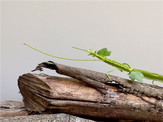 Julie-Anne Milinski: Three Growing Forms, and an Adamant Creeper - artisan