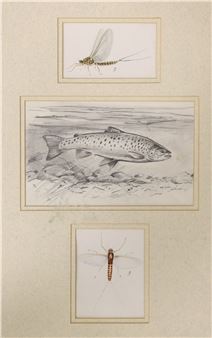 Studies of a trout and mayflies - Charles Jardine
