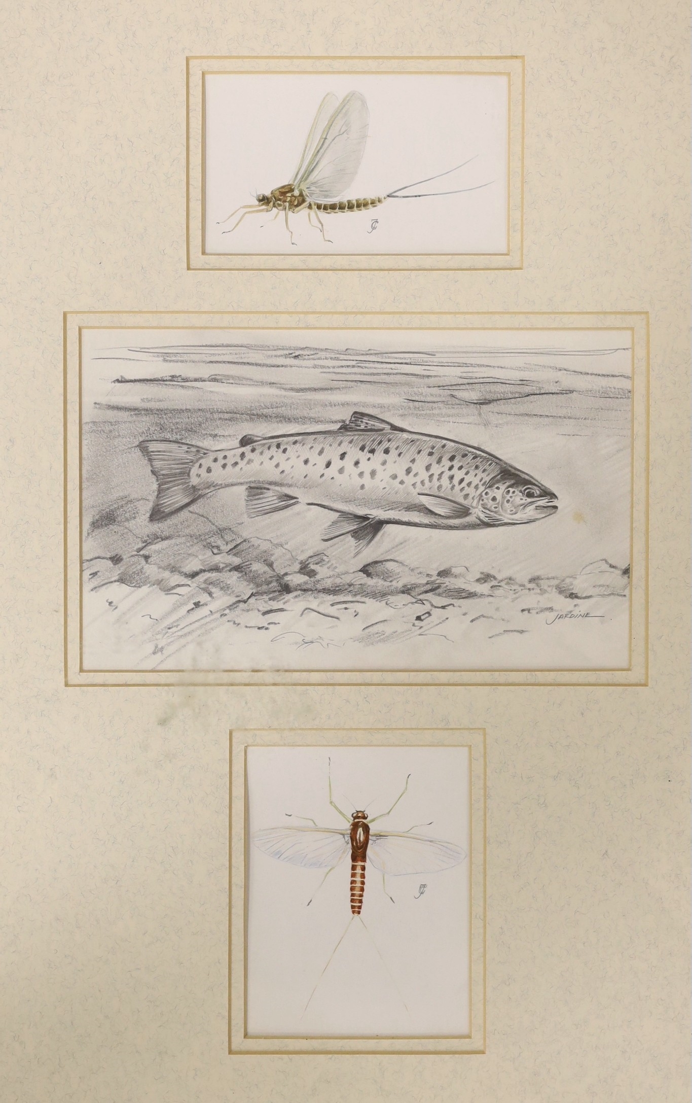 Artwork by Charles Jardine, Studies of a trout and mayflies, Made of pencil and watercolour