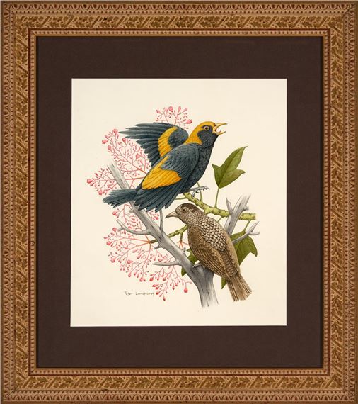 Peter Longhurst | Regent Bowerbirds among Red Flowers | MutualArt