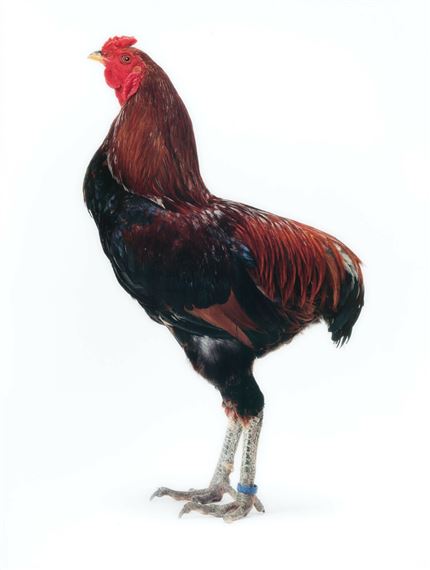 Malinois Auracana by Koen Vanmechelen, 2006