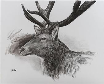 Study of a Deer - Christophe Drochon