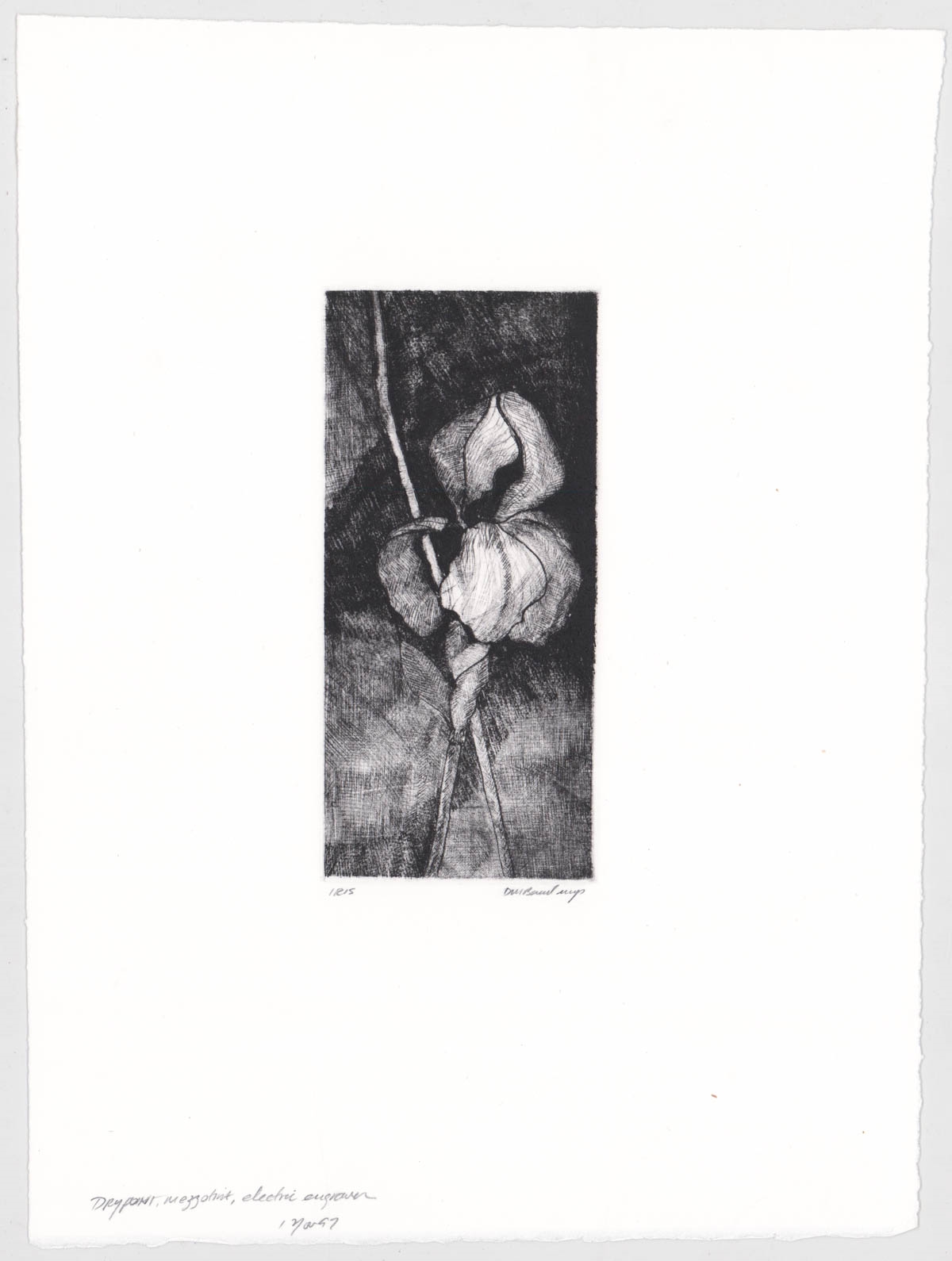 Artwork by David Baird, Nine (9) etchings, Made of Etchings