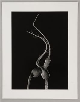 Untitled [Carrot] - René Basset