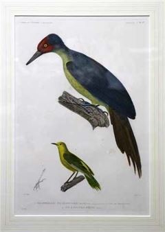 Voyage de l'Astrolabe - Zoologie - Oiseaux: Plate 17 - Adrian Migneret