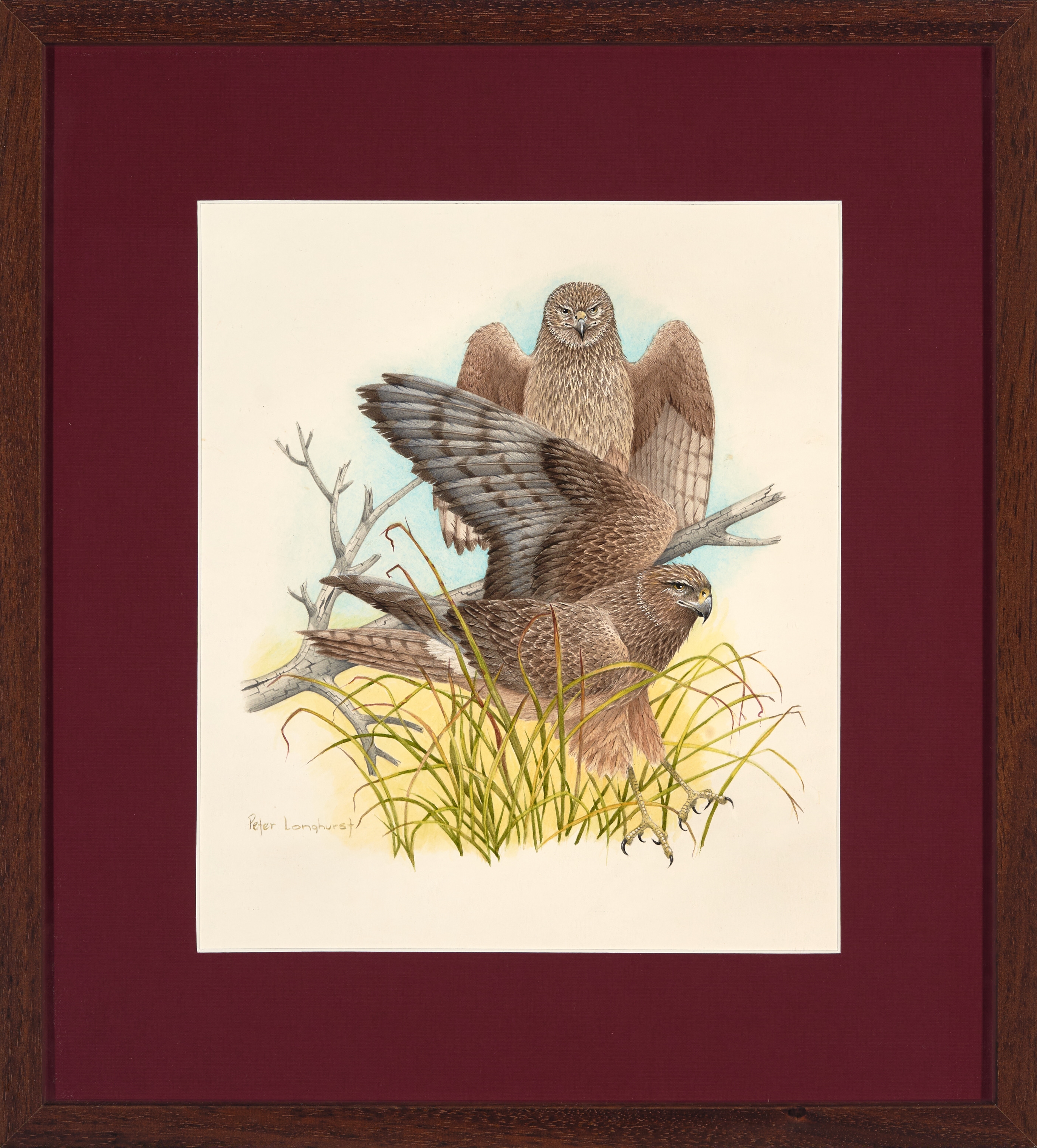 Peter Longhurst | Australian Marsh Harrier (1988) | MutualArt