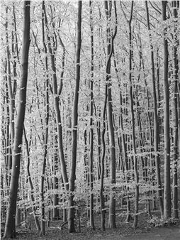 Loredana Nemes: Trees, Seas And The Bee'S Knees - Galerie Springer Berlin
