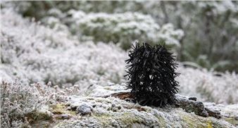 Deep Rooted - City Art Centre