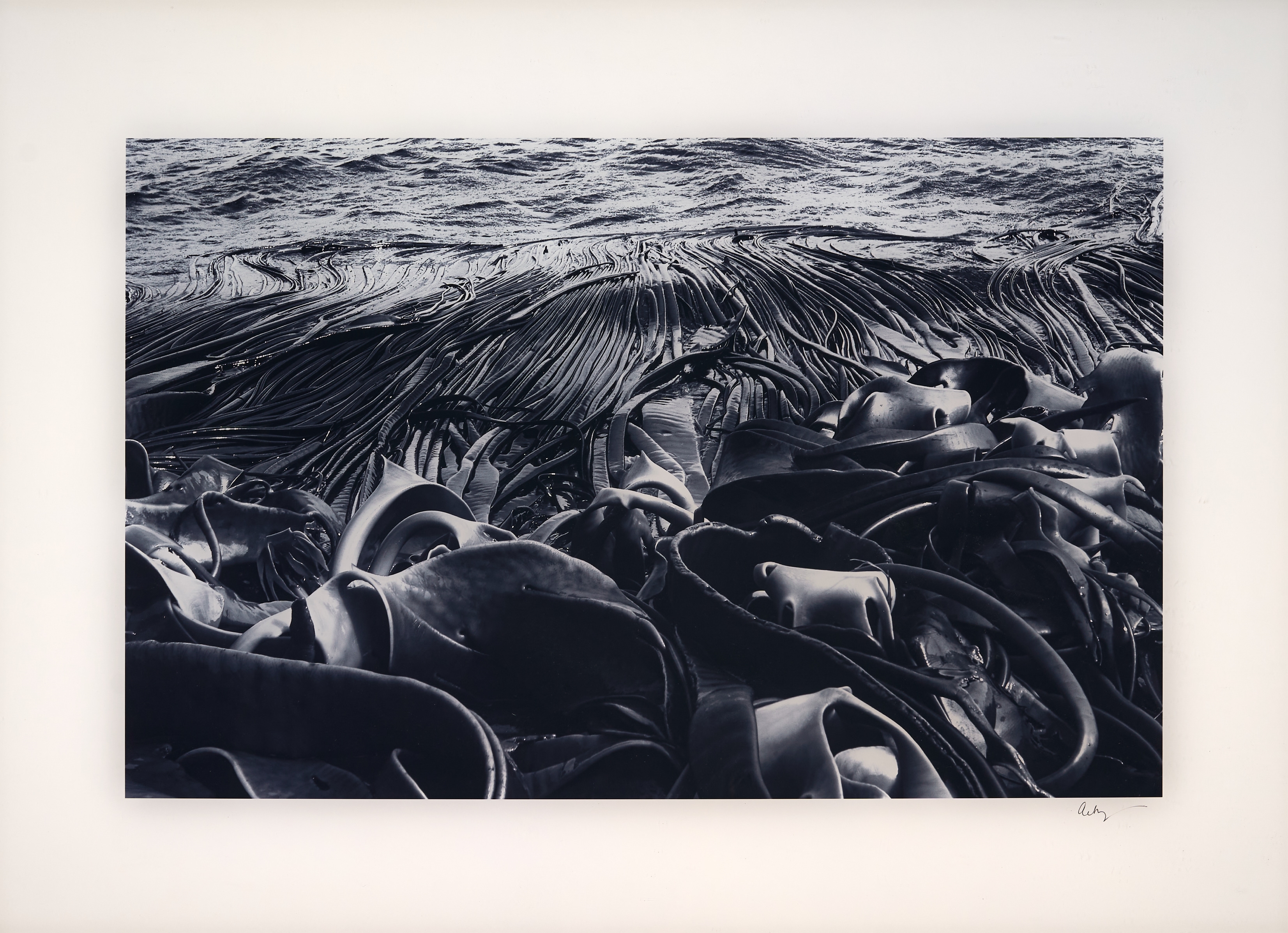 Artwork by Tony Sernack, Kelp on Shore, Made of photographic print