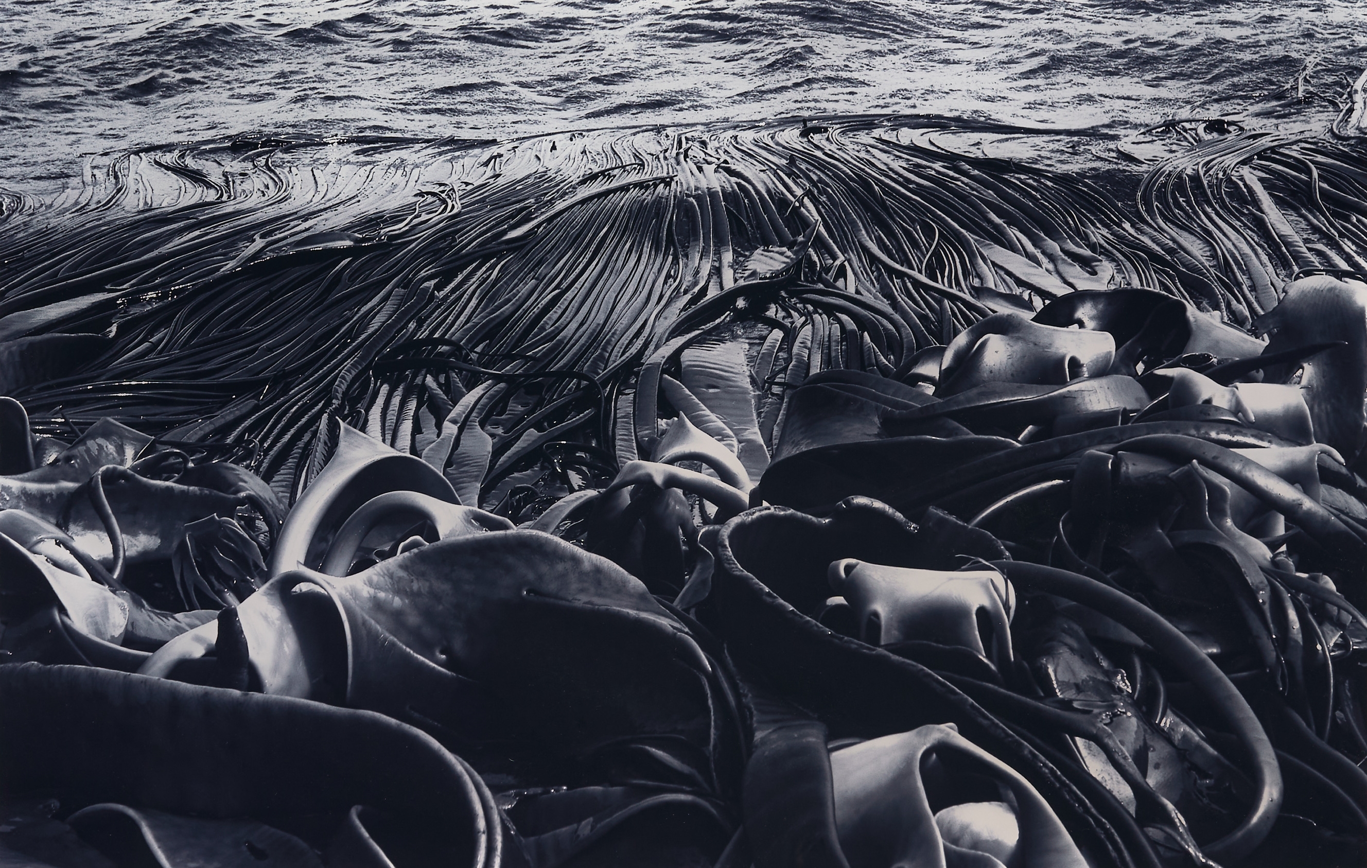 Artwork by Tony Sernack, Kelp on Shore, Made of photographic print