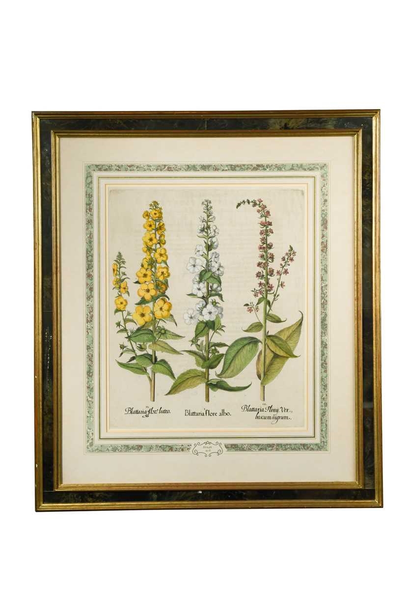 Artwork by Basilius Besler, Pistacia; Narcissus Septentrionalis flo plenoluteo; Blattaria flore albo; Orchis Serapias secun da Dodonaei, Made of handcoloured engravings
